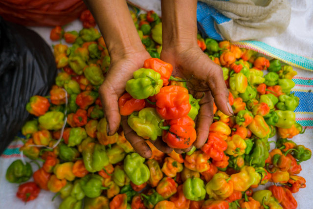 Cabai Katokon Toraja Ternyata Cabai Terpedas di Indonesia